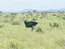 Keňa - Národní park Tsavo