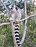 Madagaskar – národní park Isalo