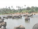 Koupání slonů v řece