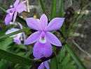 Soroa - Orchidárium