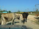 Kuba – duben 2012 – z výletu Jeep Safari Yumuri