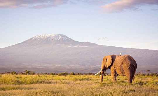 Safari ve stínu Kilimandžára