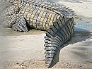 Djerba - krokodýlí farma