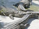 Djerba - krokodýlí farma