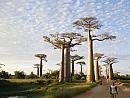Morondava – alej baobabů