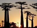 Morondava – alej baobabů