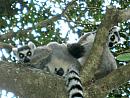Madagaskar – eko-rezervace Anjá