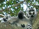 Madagaskar – eko-rezervace Anjá
