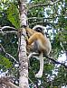 Madagaskar – národní park Andasibe Mantadia