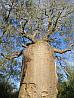 Madagaskar – park Reniala – 1 000 let starý baobab