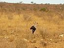 Keňa, ze safari v parku Tsavo East National Park
