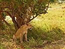 Keňa, ze safari v parku Tsavo East National Park