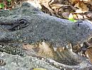 Ciénaga de Zapata - Krokodýlí farma