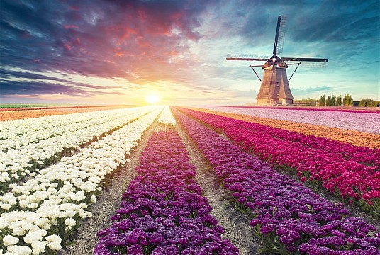 Holandsko plné barev a květů