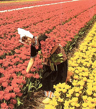 Holandsko, Velikonoce v zemi tulipánů s ubytováním v Rotterdamu 2022 (3)