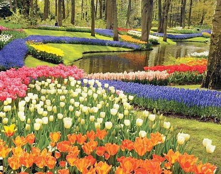 Kvetinové Holandsko a Belgicko (5)