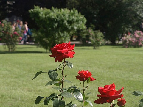 Vídeň po stopách Habsburků, Schönbrunn i Laxenburg a Baden - festival růží, historické zahrady