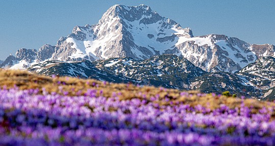TERME SNOVIK za krokusy a tulipány