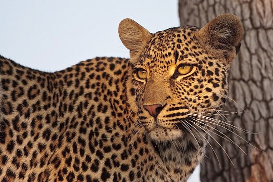 Kapské Město a safari v Krugerově parku s českým průvodcem (2)