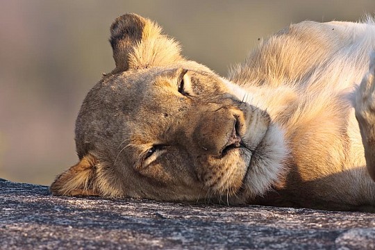 Kapské Město a safari v Krugerově parku s českým průvodcem (4)