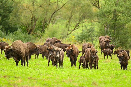 POLSKO – OD SOLNÝCH DOLŮ DO BĚLOVĚŽSKÉHO NP