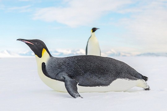 Antarktida - tučňáci císařští (4)