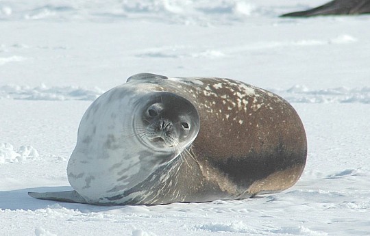 Antarktida - tučňáci císařští (3)
