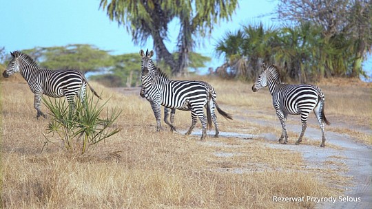 Ze Zanzibaru na safari (5)