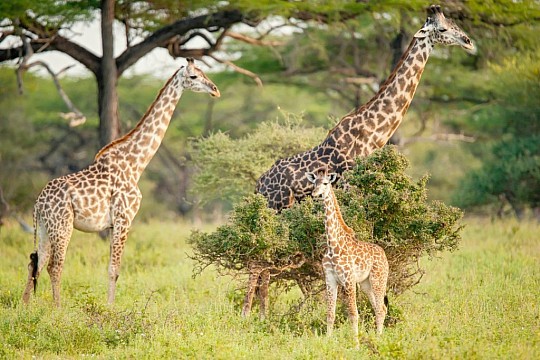 Divoká příroda Afriky (3)