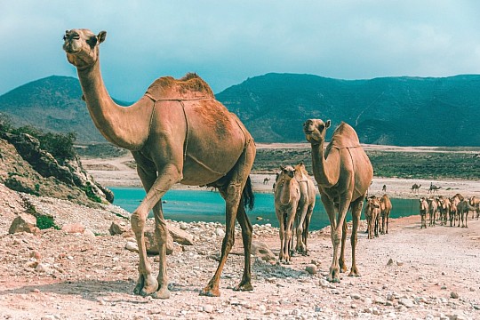 Omán - kouzlo země Arabského poloostrova