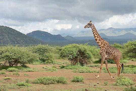 Keňa - Silvester v srdci africkej divočiny (4)