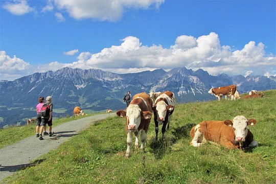 Kitzbühelské Alpy: Pohodová turistika lanovkami (2)