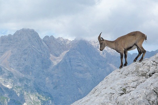 Julské Alpy: turistika kolem Triglavu (5)