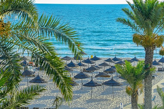 Riadh Palms (4)