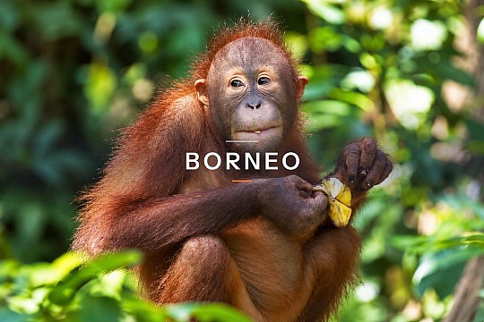 Borneo - orangutani, původní kmen Kelabit a sultanát Brunej
