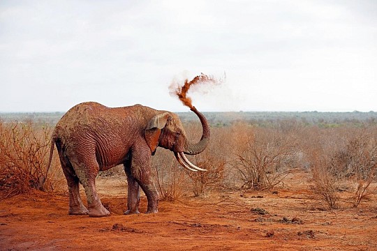 2 dny safari Tsavo East + Neptune Beach